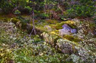 Forest floor moss and lichens-4479 Forest floor moss and lichens-4479